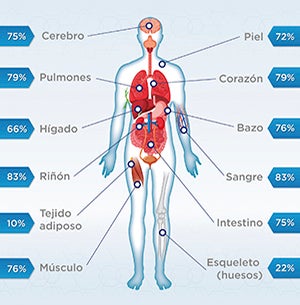 Porcentaje de agua en el cuerpo humano